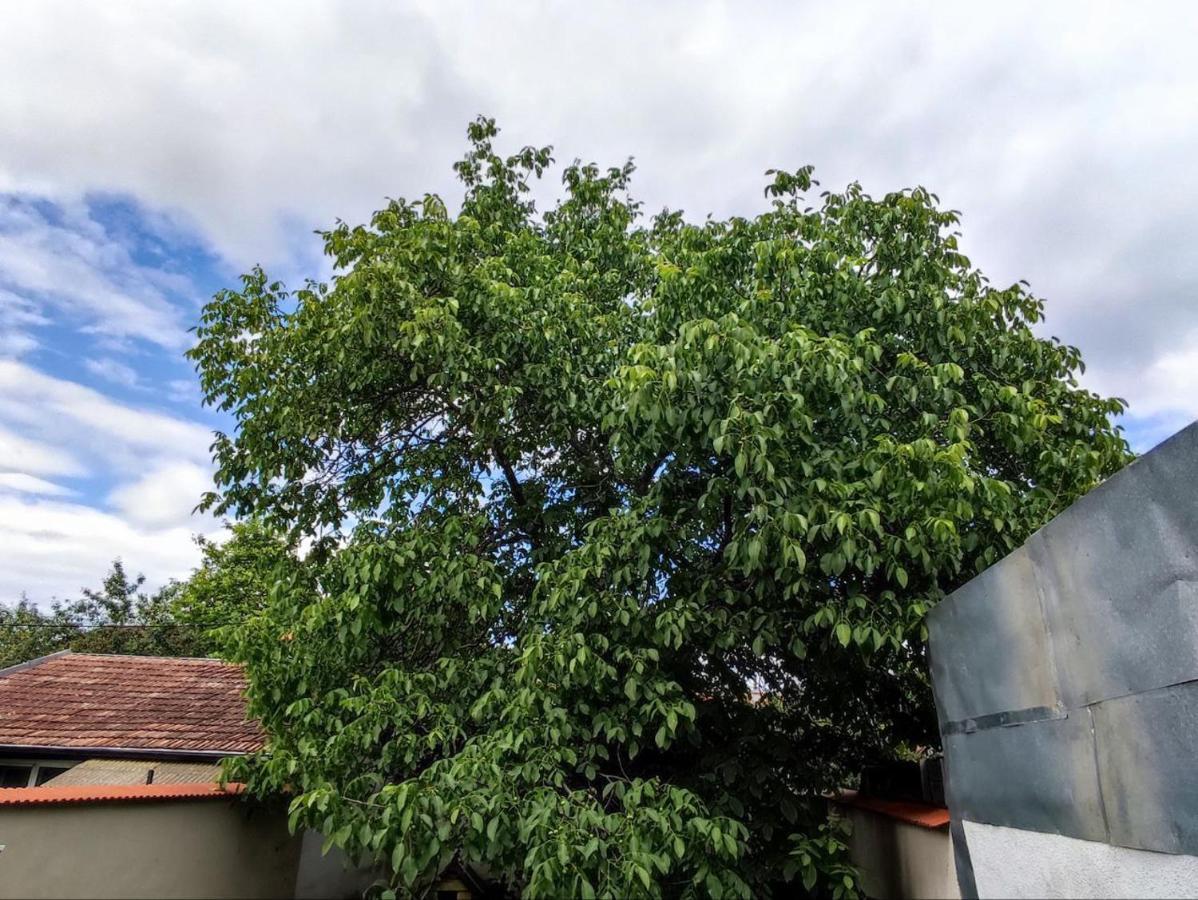 Limon Studios Brašov Exteriér fotografie